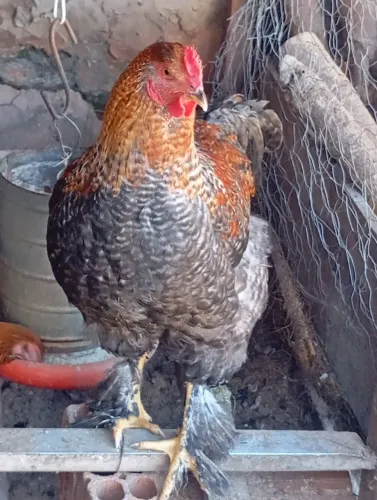 Vendo frango