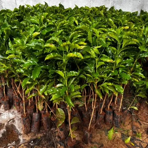Mudas de Café Arábica de Alta Qualidade