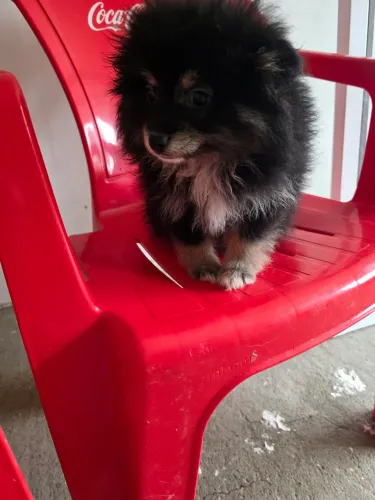 Spitz fêmea com 3 meses