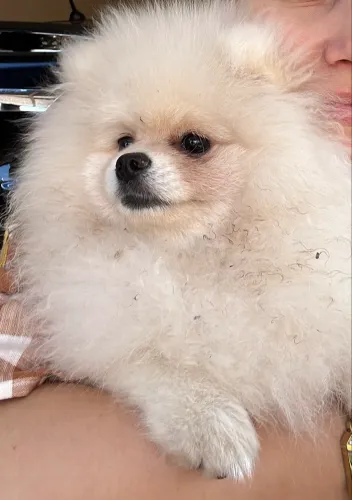 Lulu da pomerania procura namorada