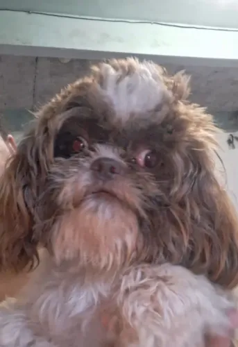 Fêmea de Shih Tzu adulta