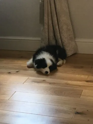 Filhotes de Border Collie | Amor sincero e cheio de energia
