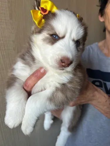 Filhote de husky siberiano fêmea Wooly