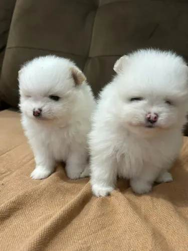 Lulu da pomerânea 