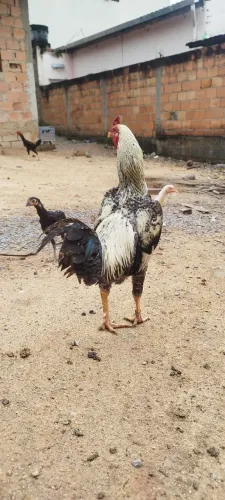 Frango caipira