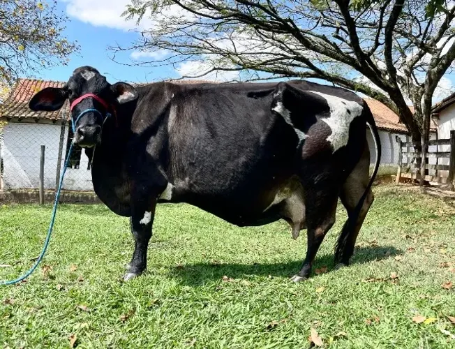 Vaca Jersolanda Inseminada sexada de fêmea