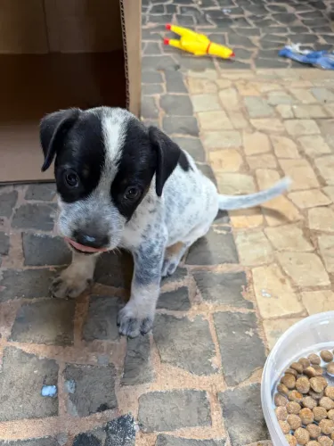 Pet