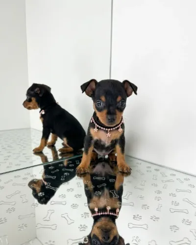 Seu Novo Pinscher Com Estilo