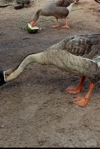 Ganso sinaleiro macho a venda