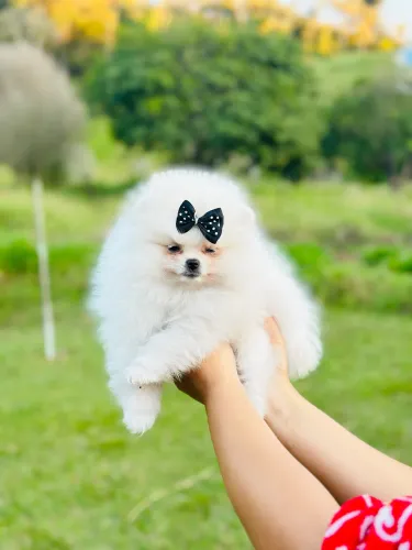 LULU DA POMERANIA ANÃO!!