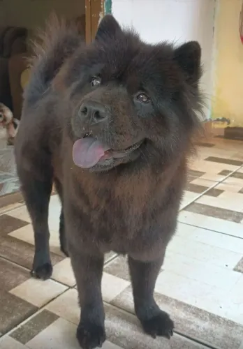 Chow Chow fêmea a procura de um macho