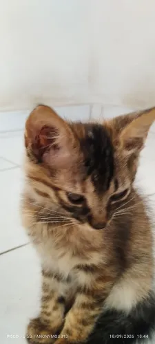 Gatinhos para adoção 