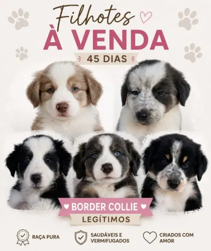 Lindos filhotes de Border Collie legítimos, prontos para encontrar um novo lar!