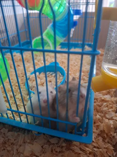 Hamster / hamister / Ramister