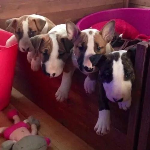 Filhotinhos bull terrier, quem tem ama, disponíveis a pronta entrega