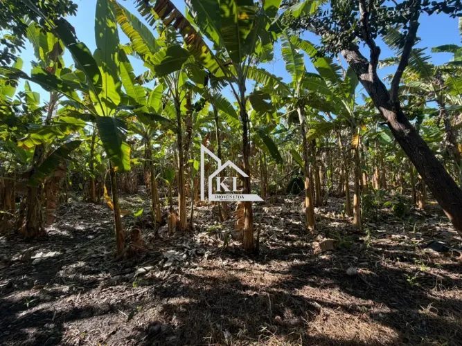 Oportunidade de Investimento: Fazenda Produtiva com Renda Passiva e Porteira Fechada