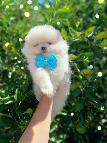 Lulu da pomerânia