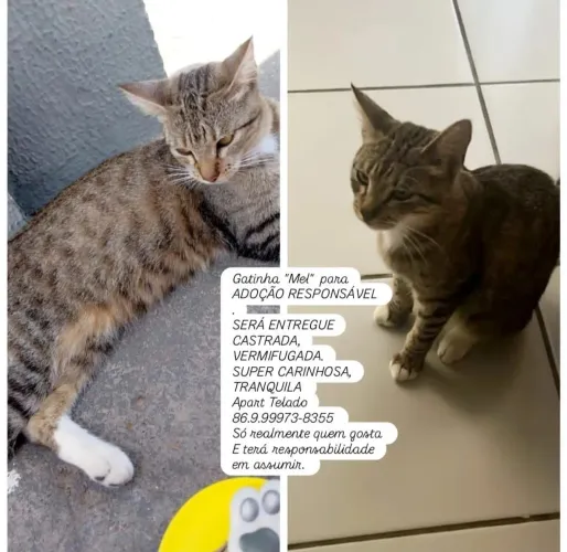 GATINHA MEIGA