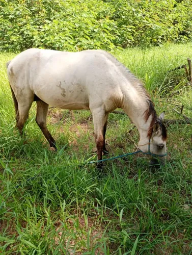 Cavalo