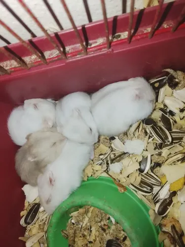 Vendo filhotes de hamistes anão minis 