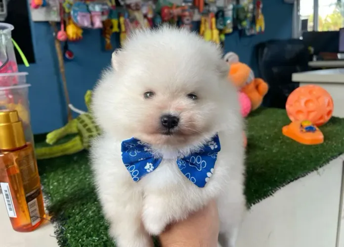 Filhote Spitz alemão pequeno