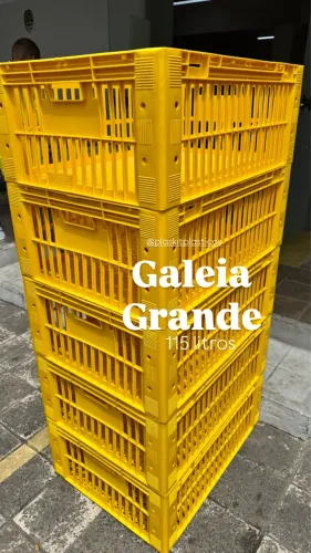 Galeia grande