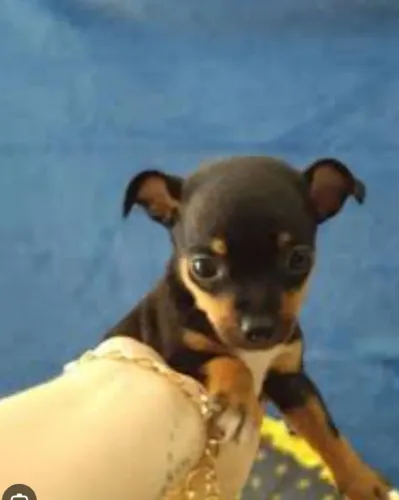Pinscher n 1 pronta a entrega