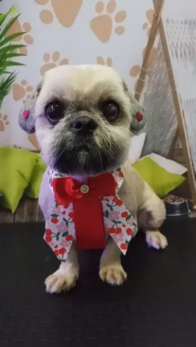 Shih Tzu fêmea adulta 