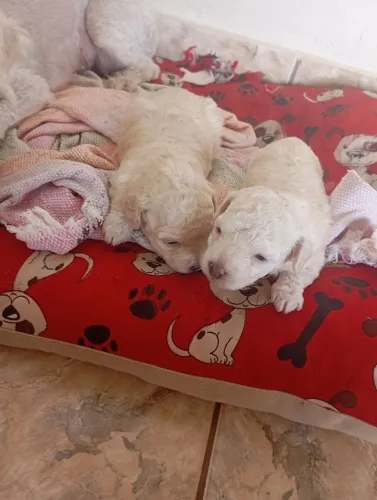 Cachorro poodle raça pura