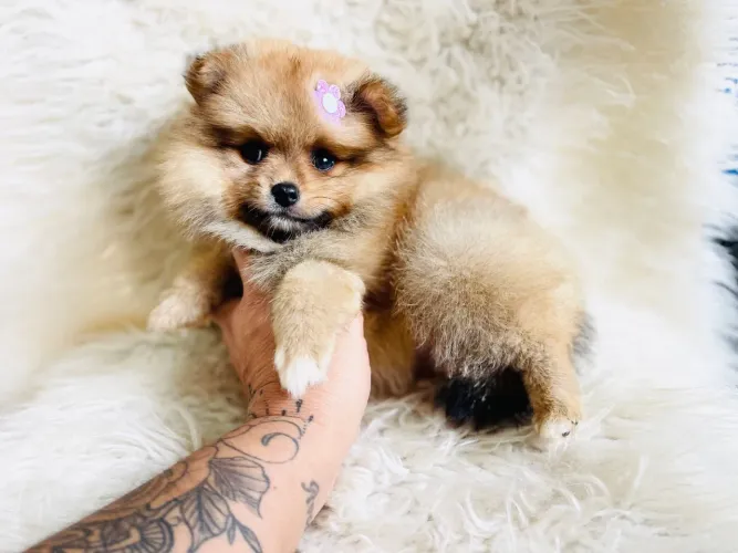 Lindos lulu com pedigree macho e fêmea 