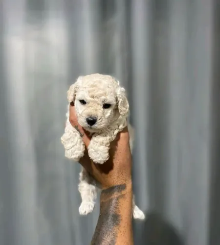 Poodle toy : Negocio por algo so meu interesse. 