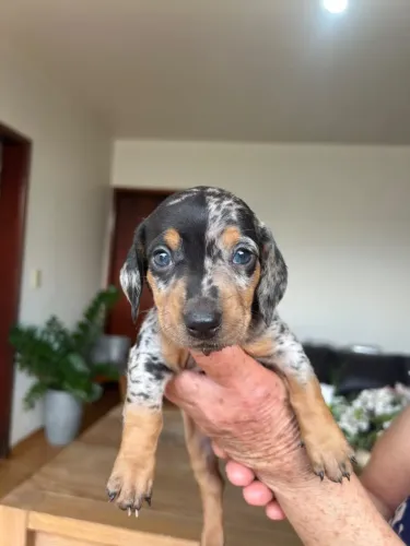 Filhote macho de Dachshund (Cofap)