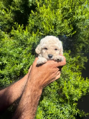 Cachorro  Poodle Toy 