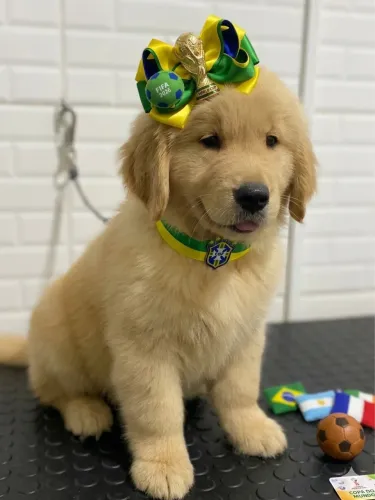 Filhotes de Golden Retriever 