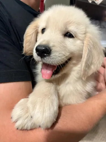 Golden Retriever Filhote