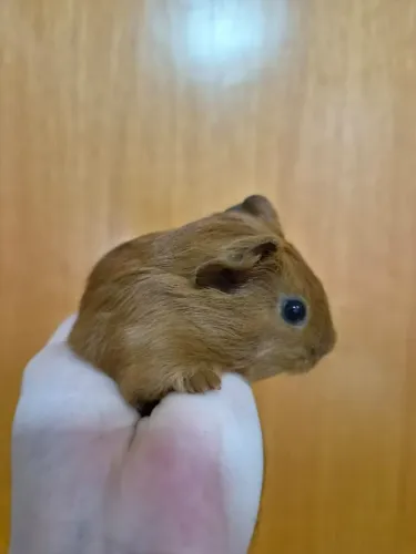 Filhotes de Porquinho da Índia