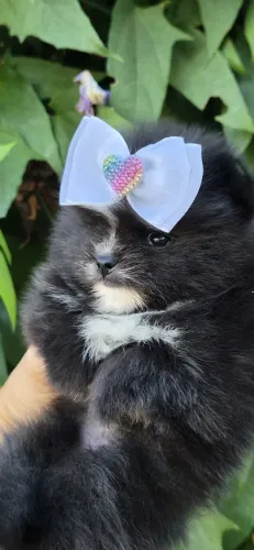 Filhotes Lulu da Pomerânia
