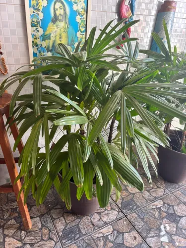 Planta Rafa