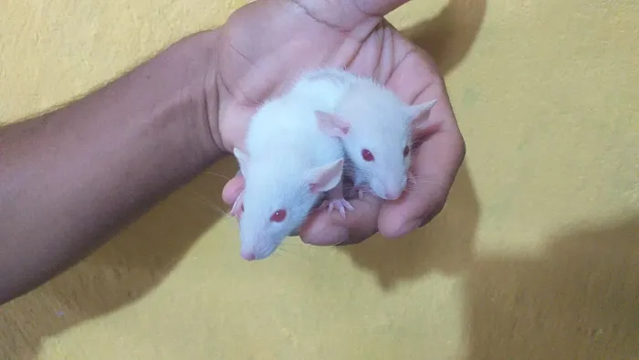 Ratos twister Dumbo