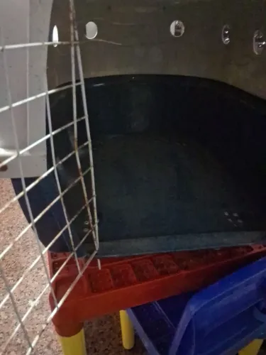 Caixa de transporte cães ou gatos,pequeno e médio porte espaçosa