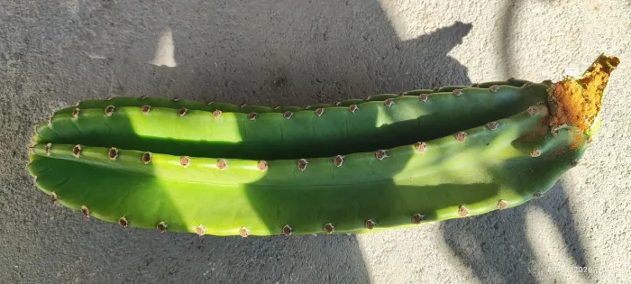 Muda planta Cactus Mandacaru 