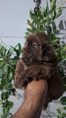 Shih-tzu Macho 