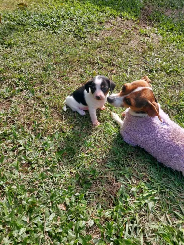Lindo machinho tricolor! 