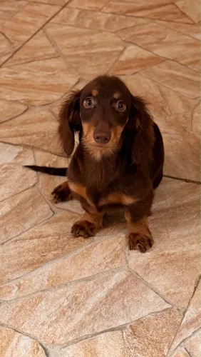 Dachshund pelo longo 
