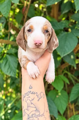 lindos filhotes de basset daschund que transforma carinho em momentos inesquecíveis