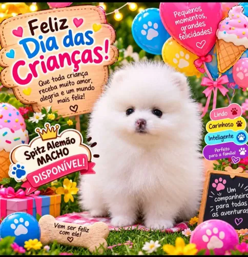 Spitz Alemão Macho Branco Neve