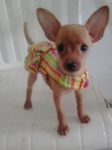Filhotinhos Pinscher/Pincher super dóceis e de linhagem selecionada para lar