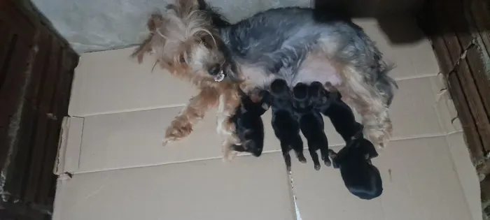 Filhotes de Yorkshire Terrier 