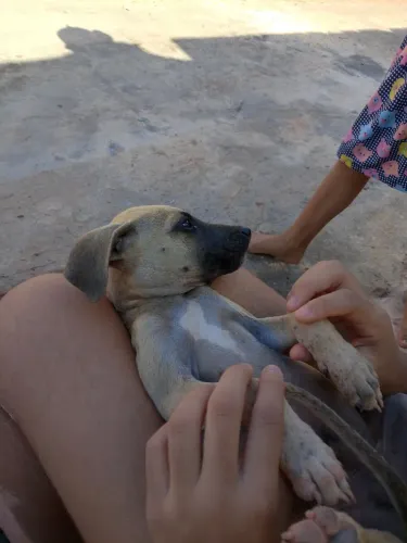 Cachorro ?