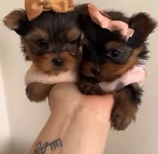 Yorkshire Esse olhar já diz tudo: me leva pra casa